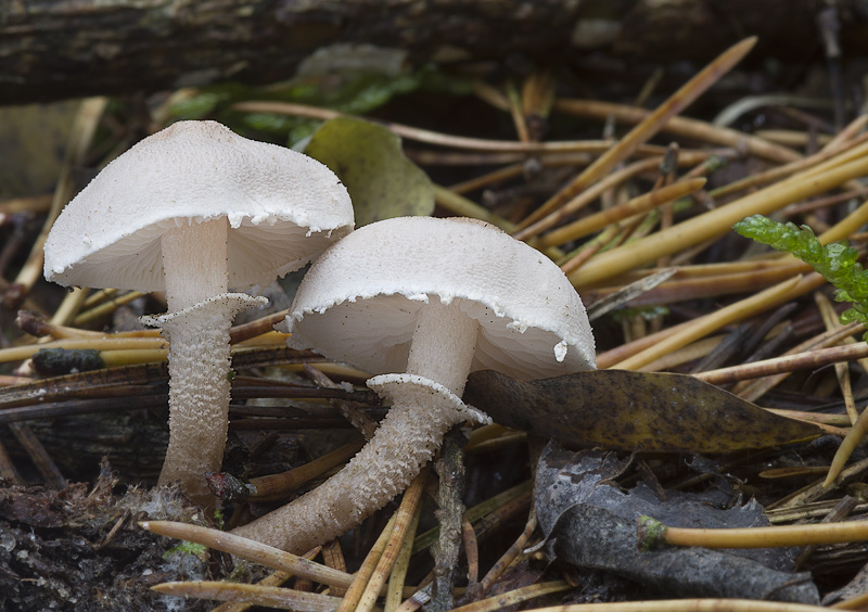 Cystoderma carcharias